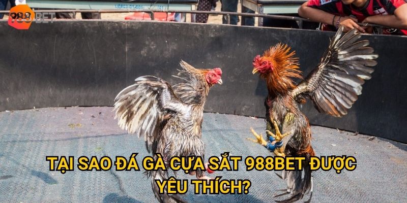Làm sao để đặt cược hiệu quả khi chơi đá gà cựa sắt tại 988Bet? 2 Tại sao đá gà cựa sắt 988Bet được yêu thích?