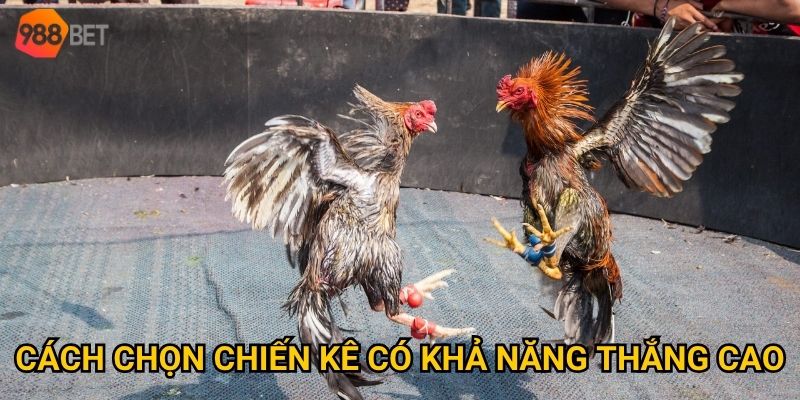 Làm sao để đặt cược hiệu quả khi chơi đá gà cựa sắt tại 988Bet? 3 Cách chọn chiến kê có khả năng thắng cao