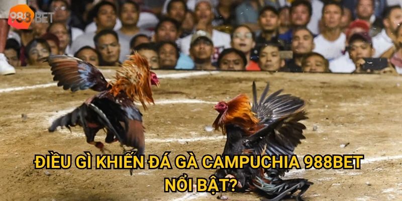 Điều gì khiến đá gà Campuchia 988Bet nổi bật?